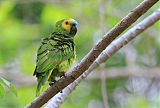 Turquoise-fronted Parrotborder=
